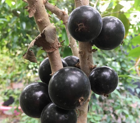 Grimal Jaboticaba Tree Fruit Trees 103-Pine Island Nursery