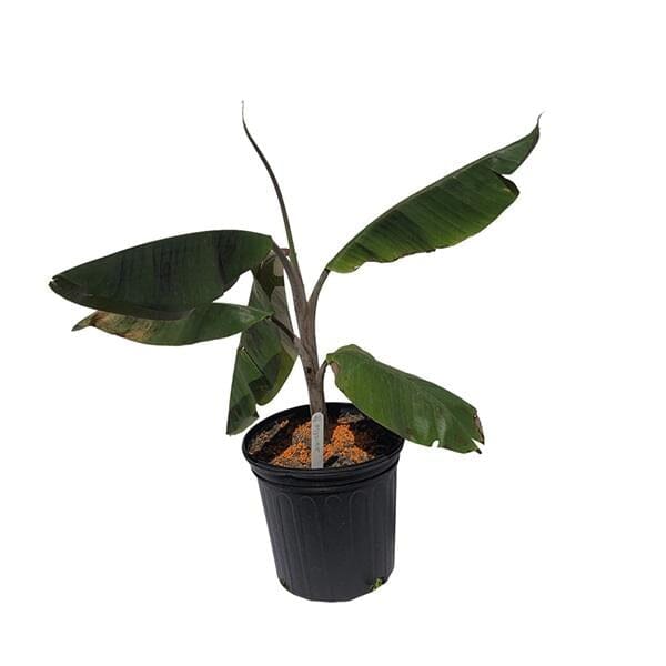 Mysore Banana Tree Fruit Trees Everglades Farm