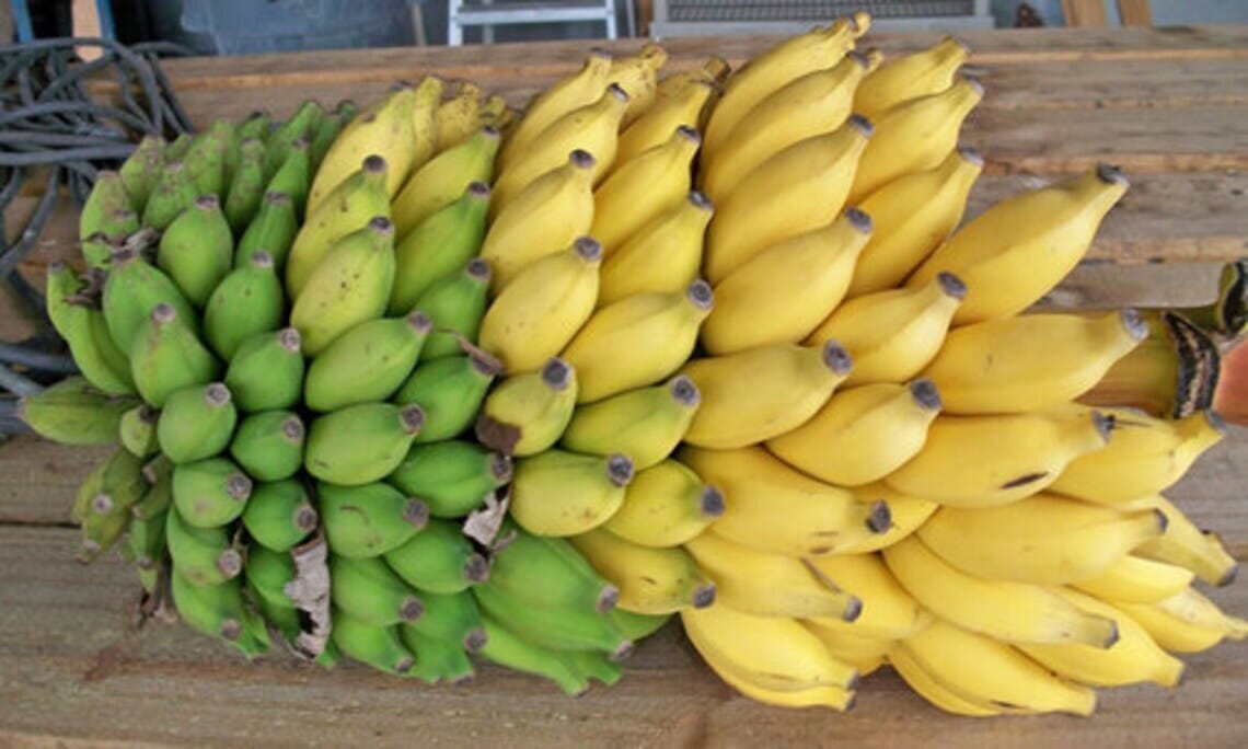 Mysore Banana Tree Fruit Trees Everglades Farm