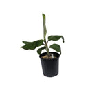 Namwa Dwarf Banana Tree Fruit Trees 109-Going Bananas