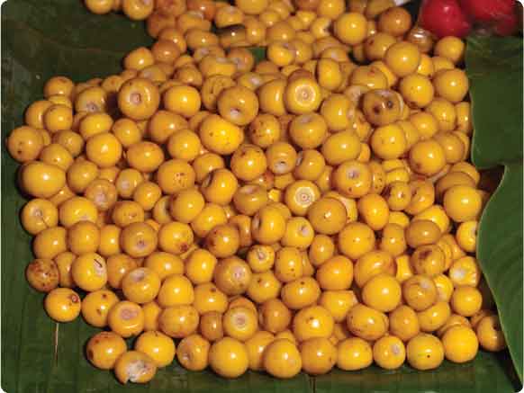 Nanche Nance Nancite Changunga Fruit Tree, For Sale from Florida