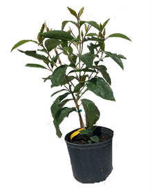 Nanche Nance Nancite Changunga Fruit Tree Fruit Trees 100-Carlos Tropical Fruits