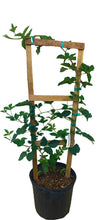 Load image into Gallery viewer, Arapaho Thornless Blackberry Plant, 2-3 feet  tall, for sale from Florida
