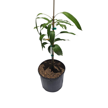 Neelum Dwarf Mango Tree, Grafted Fruit Trees 102-Zill High Performance Plants 