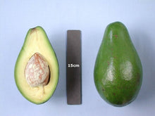 Nesbitt Avocado Tree Grafted Fruit Trees 110-Guacalina Nursery & Broker