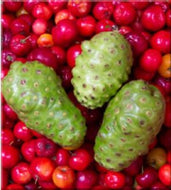 Noni, Indian Beach Mulberry, Great Morinda Citrifolia, Cheese Fruit, Plant, 2 feet tall,  For Sale from Florida