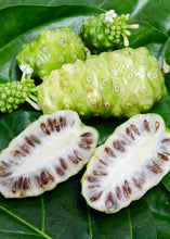 Load image into Gallery viewer, Noni, Indian Beach Mulberry, Great Morinda Citrifolia, Cheese Fruit, Plant, 2 feet tall,  For Sale from Florida
