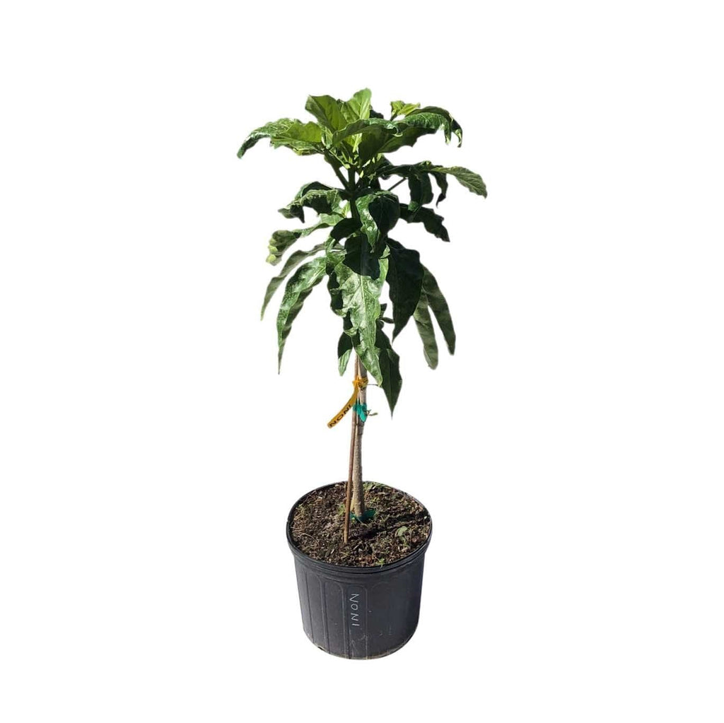 Noni Tree 102-Zill High Performance Plants