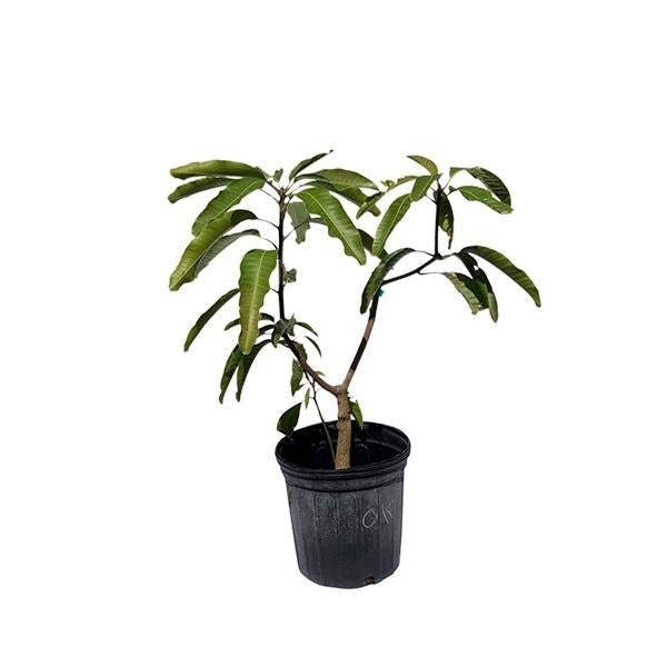 Okrung Tong Mango Tree, Grafted, 2 Feet Tall, 3 Gal Container from Florida