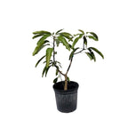 Okrung Tong Mango Tree, Grafted Fruit Trees 100-Carlos Tropical Fruits 