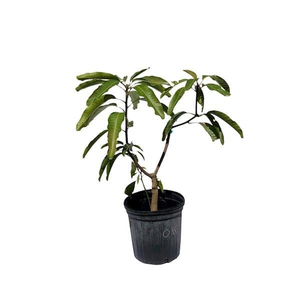 Okrung Tong Mango Tree, Grafted Fruit Trees 100-Carlos Tropical Fruits 