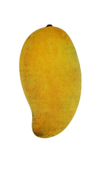 Okrung Tong Mango Tree, Grafted Fruit Trees 100-Carlos Tropical Fruits 
