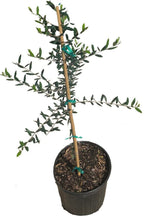 Manzanillo Olive Tree 103-Pine Island Nursery