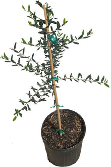 Coratina Olive Tree, Semi-Dwarf 103-Pine Island Nursery 