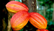 Chocolate Tree Orange, Cocoa, Theobroma, Cacao, 2-3 feet tall, Container from Florida