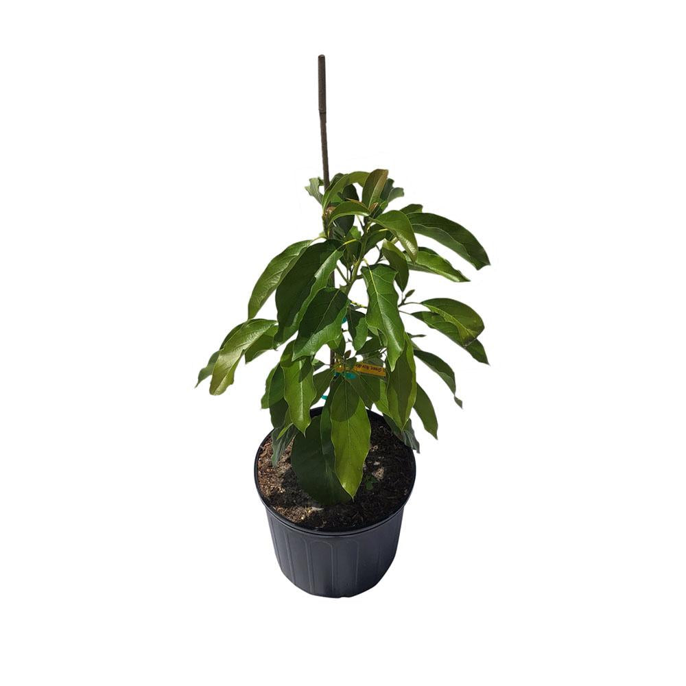 Oro Negro Black Gold Avocado Tree, Grafted, 3 Gal Container from Florida