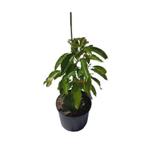 Load image into Gallery viewer, Oro Negro Black Gold Avocado Tree, Grafted, 3 Gal Container from Florida
