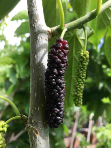 Pakistan Red Mulberry Tree 111-Lalo Melo