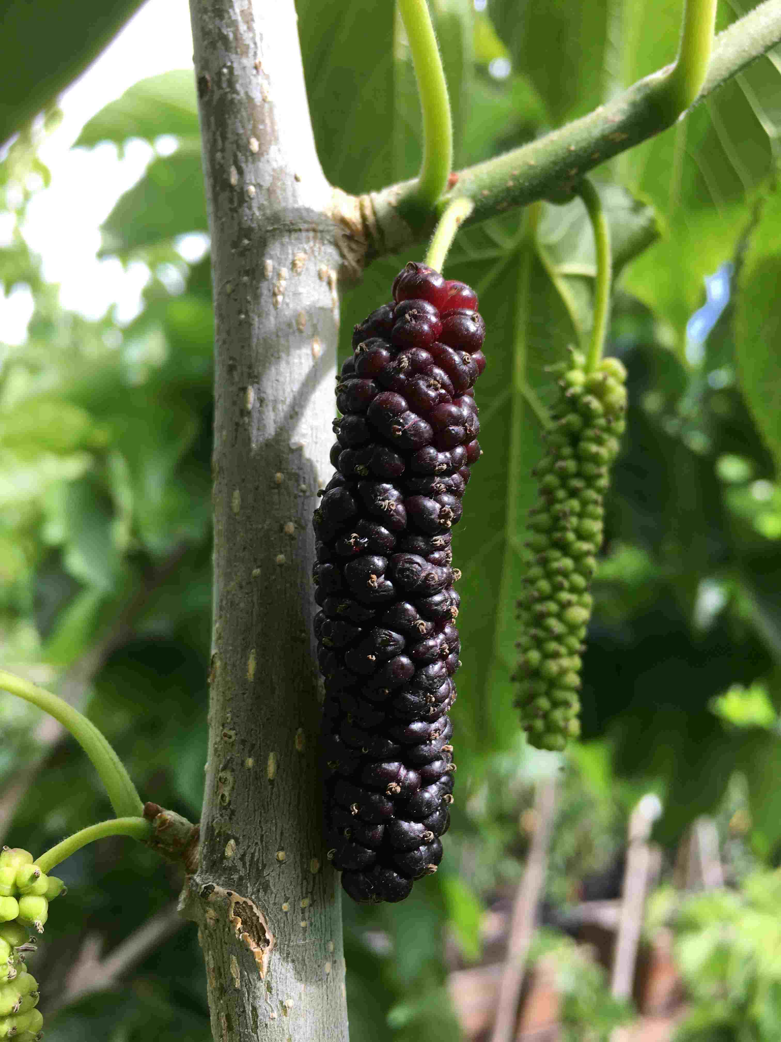 Shangri - La Mulberry, Purple Fruit Sweet Tree 102-Zill High Performance Plants 