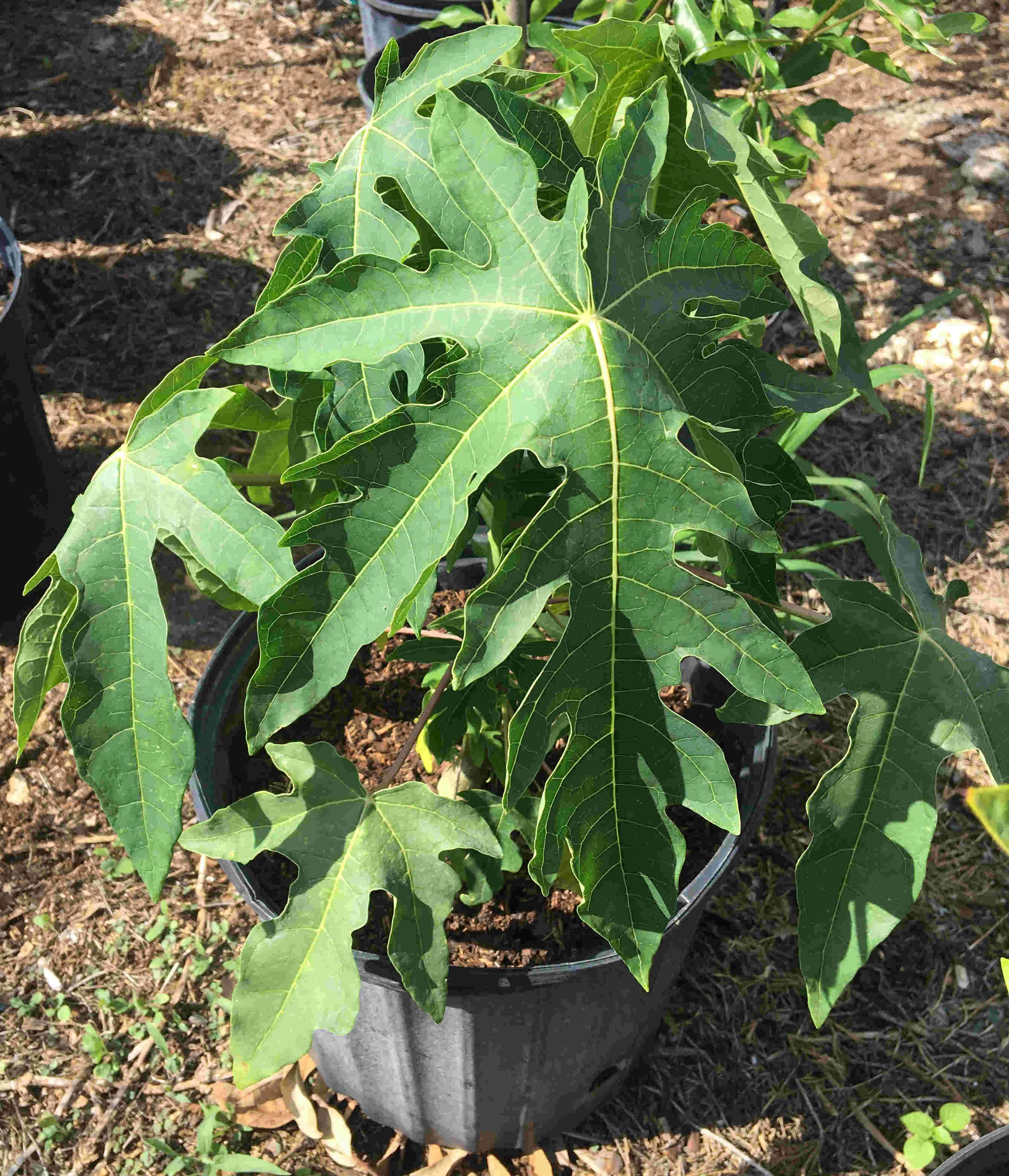 Red Lady Papaya Dwarf Tree