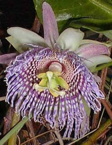 Sweet Granadilla, Grenadia, Vine Fruit Trees 110-Guacalina Nursery & Broker 