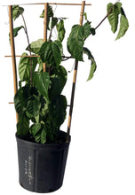 Load image into Gallery viewer, Passion Fruit Vine Purple Variety, 2 Feet Tall, 3-gal Container from Florida
