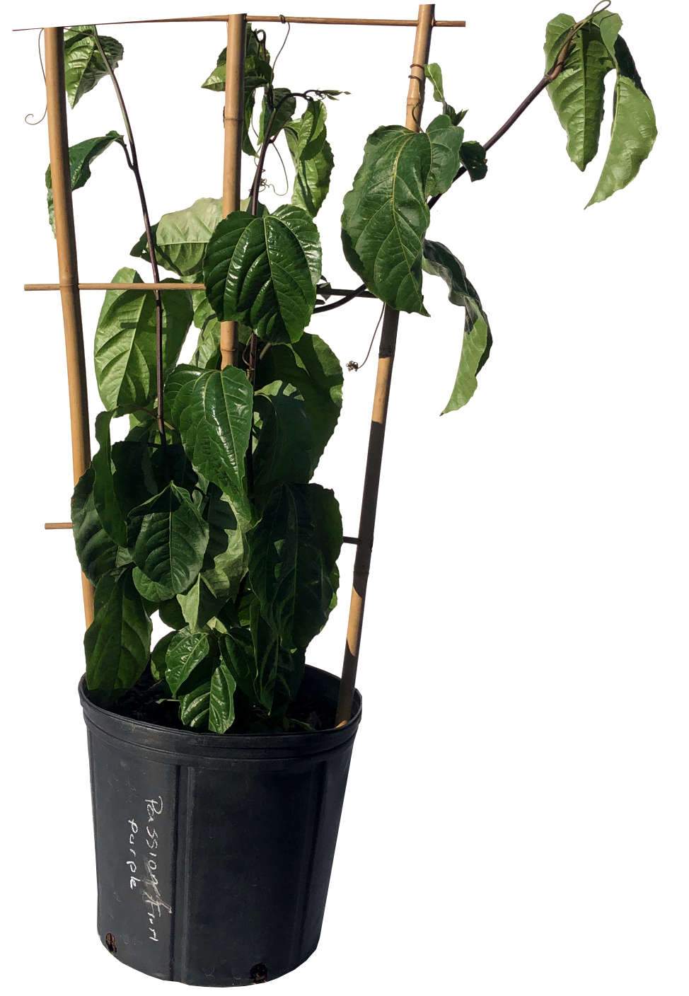 Passion Fruit Vine Purple Variety, 2 Feet Tall, 3-gal Container from Florida