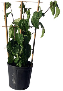 Passion Fruit Red Variety, Maracuya Rojo Fruit Trees 118-Agri-Starts Inc 