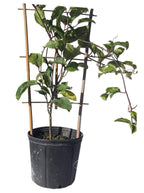Yellow Passion Fruit Vine, Maracuya Amarillo for sale from Florida Fruit Trees 118-Agri-Starts Inc 