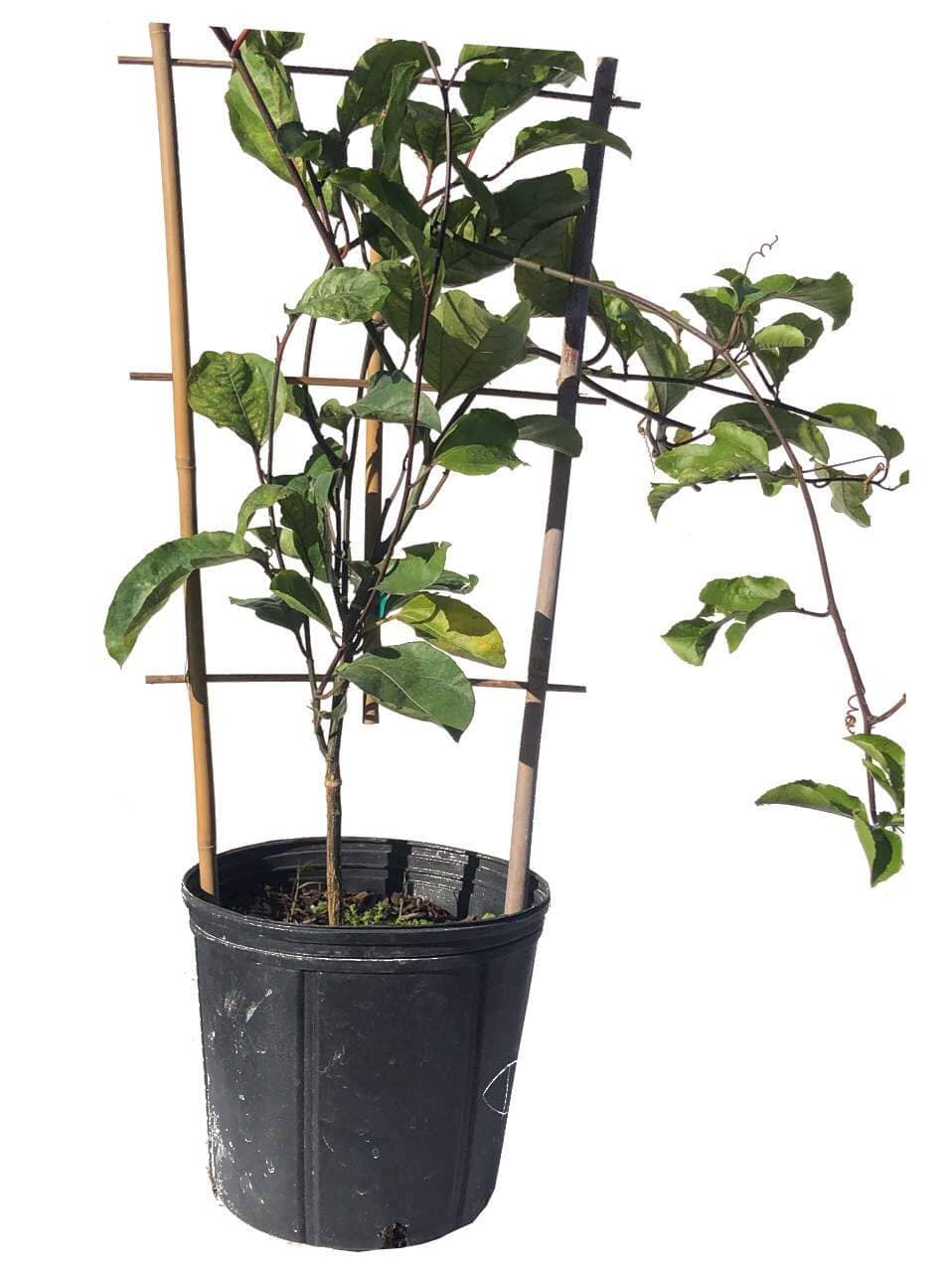 Yellow Passion Fruit Vine, Maracuya Amarillo for sale from Florida Fruit Trees 118-Agri-Starts Inc 