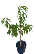 Load image into Gallery viewer, Tropic Beauty Peach Tree, 3-4 feet tall,  Container from Florida
