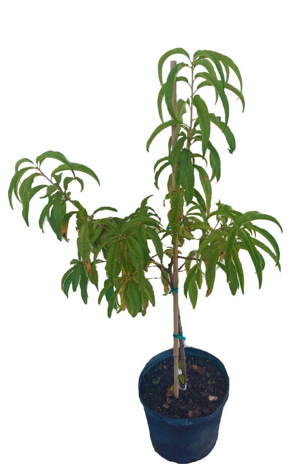 Tropic Prince Peach Tree Fruit Trees 103-Pine Island Nursery