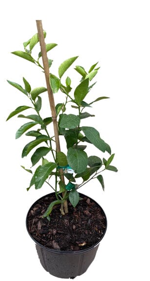 Persian (Tahiti) Lime Citrus Tree 113-Brite Leaf Citrus Nursery