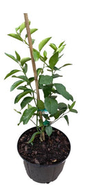 Persian (Tahiti) Lime Citrus Tree 113-Brite Leaf Citrus Nursery