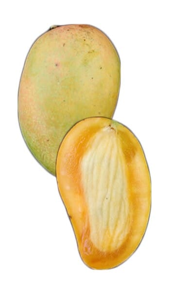 Philippine Filipino Mango Tree, Manila Grafted Fruit Trees 100-Carlos Tropical Fruits 