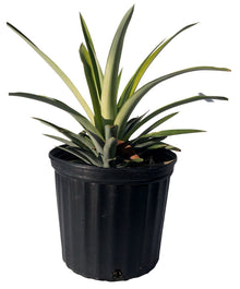 Elite Gold Pineapple Plant Fruit Trees 118-Agri-Starts Inc