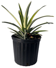 Load image into Gallery viewer, Pineapple Plant, 2 feet, 3-gal Container from Florida
