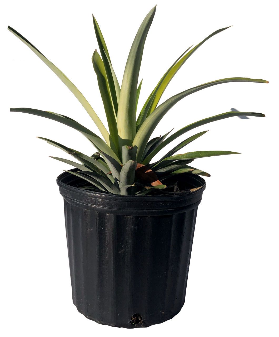 Pineapple Plant, 2 feet, 3-gal Container from Florida