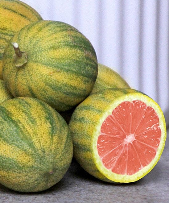 Pink Variegated Lemon Tree 113-Brite Leaf Citrus Nursery