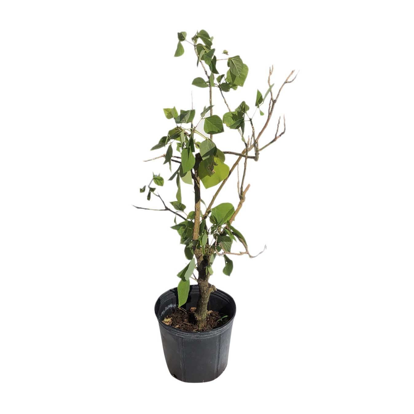 Pito Tree / Arbol 3-Gal Container from Florida