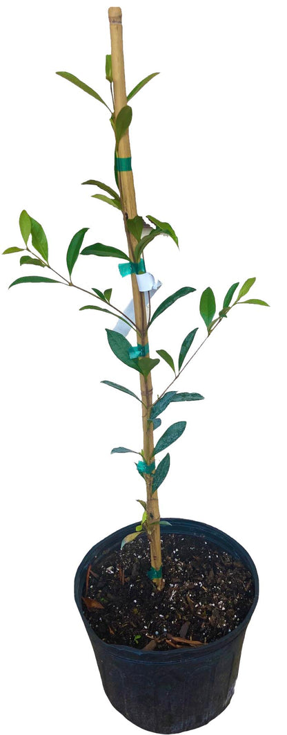 Pitomba [Eugenia luschnathiana] Tree