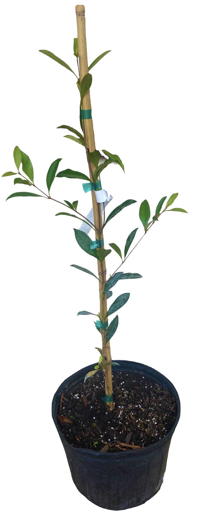 Pitomba [Eugenia luschnathiana] Tree