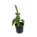 Puerto Rican Dwarf Plantain Banana Tree 109-Going Bananas