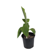 Puerto Rican Dwarf Plantain Banana Tree, 3 Gal Container from Florida