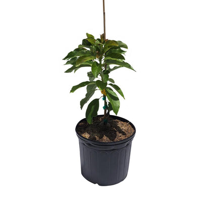 Pollock Avocado Tree, Grafted, 3 Gal Container from Florida