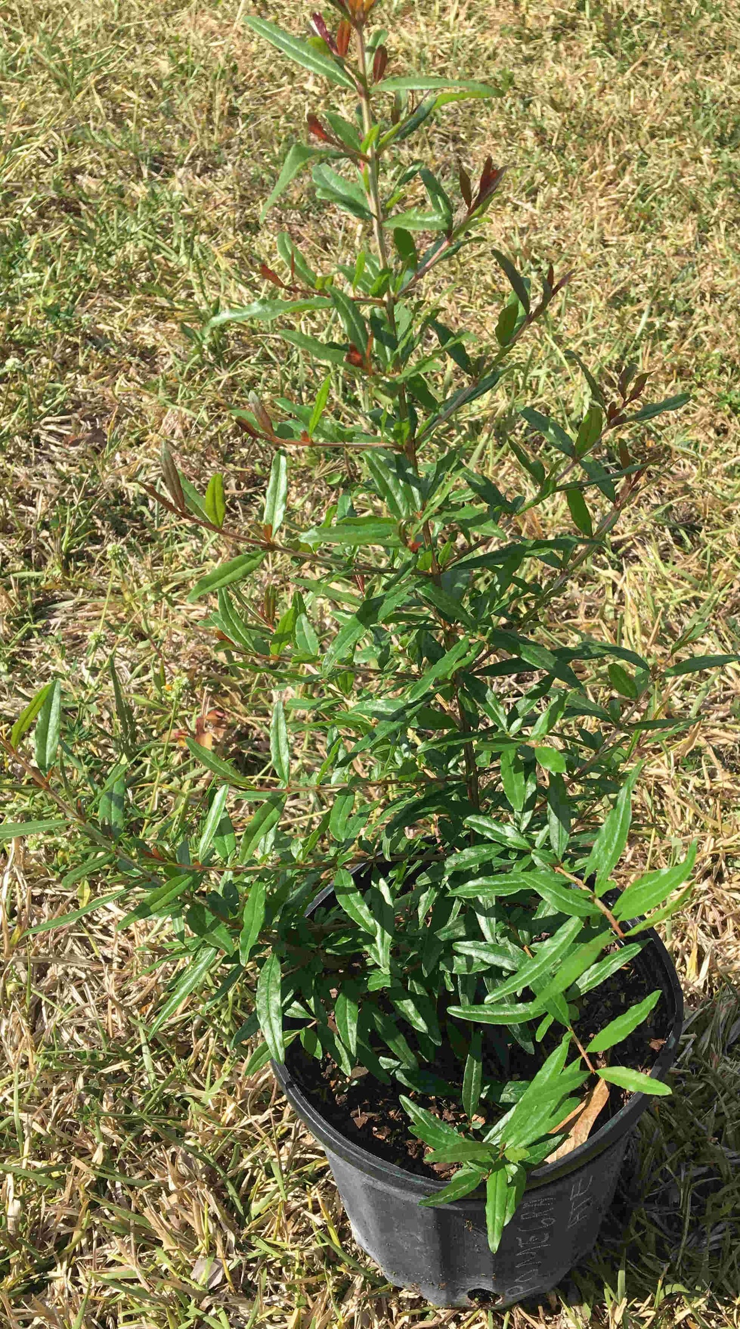 Pomegranate Tree, 1 Foot Tall, 1-gal Container from Florida Fruit Trees Everglades Farm 