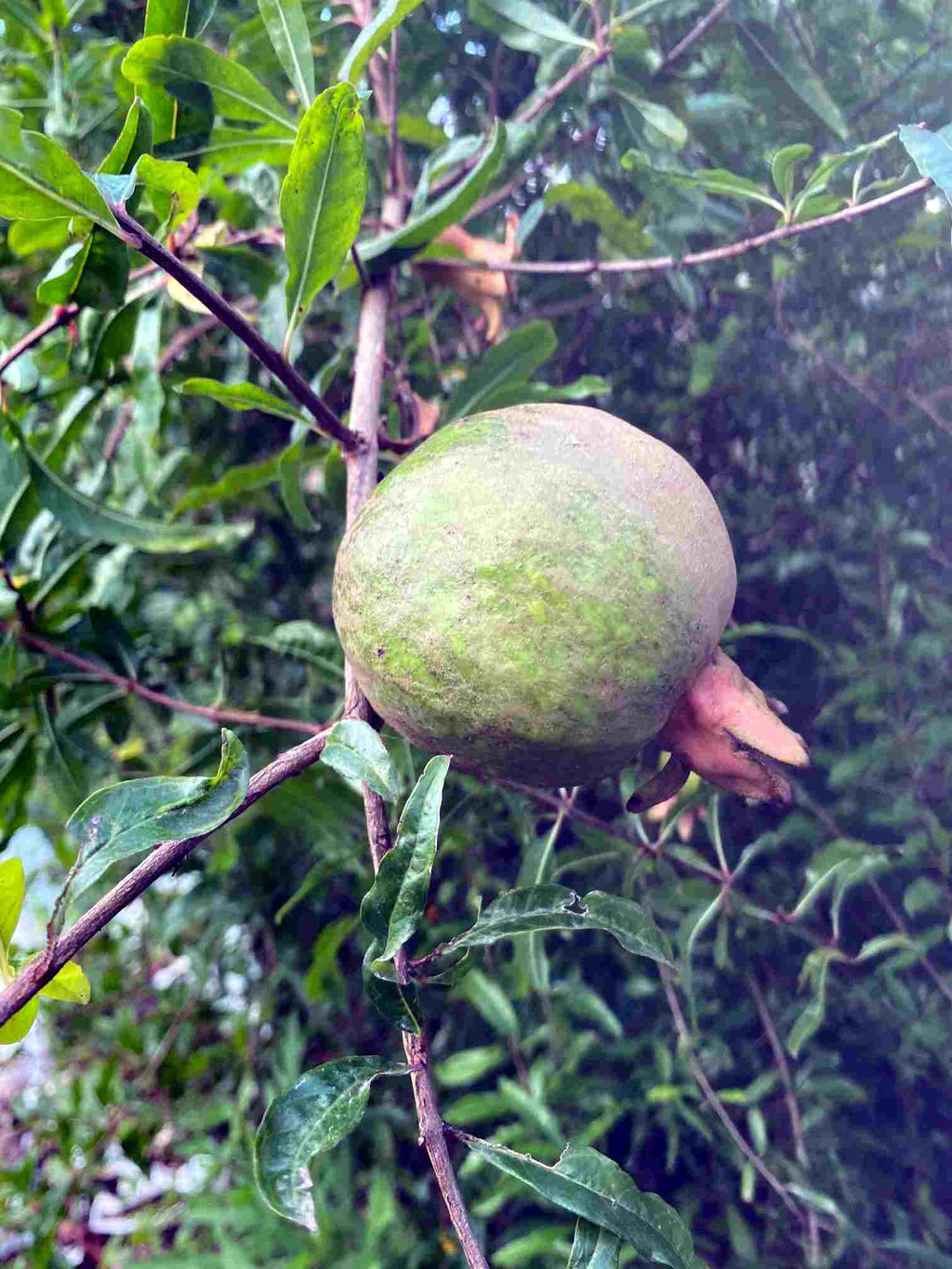 Pomegranate Tree, Pink Fruit Fruit Trees 100-Carlos Tropical Fruits 