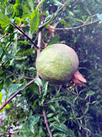 Pomegranate Tree, Pink Fruit Fruit Trees 100-Carlos Tropical Fruits 