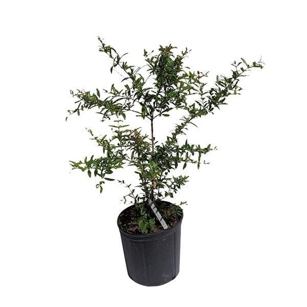 Wonderful Pomegranate Tree, Red Fruit Fruit Trees 111-Lalo Melo 
