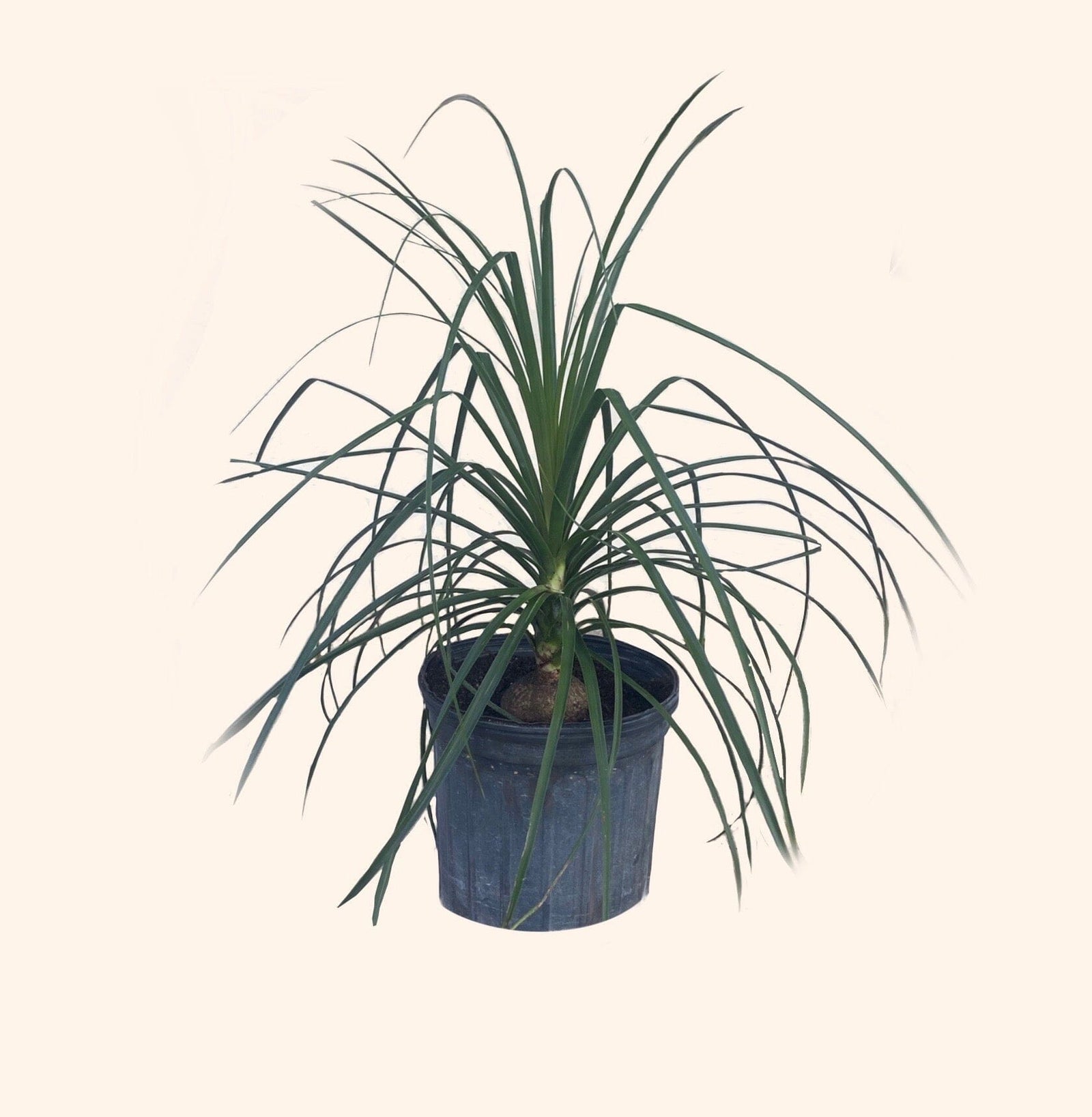 ebay mda1515 variegated ponytail palm 2 years ago Ponytail Palm Tree
